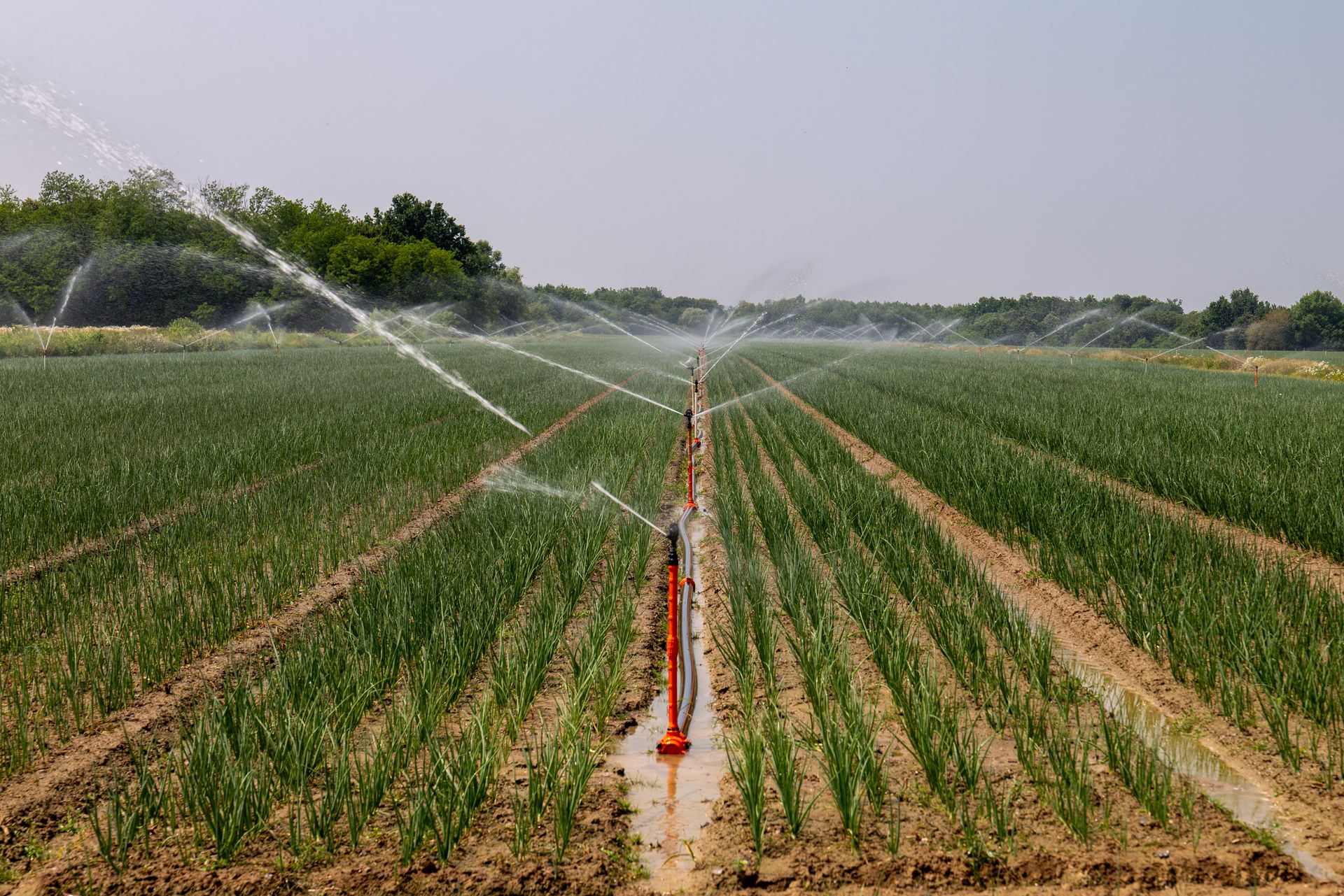 Irrigation & Agricultural Productivity